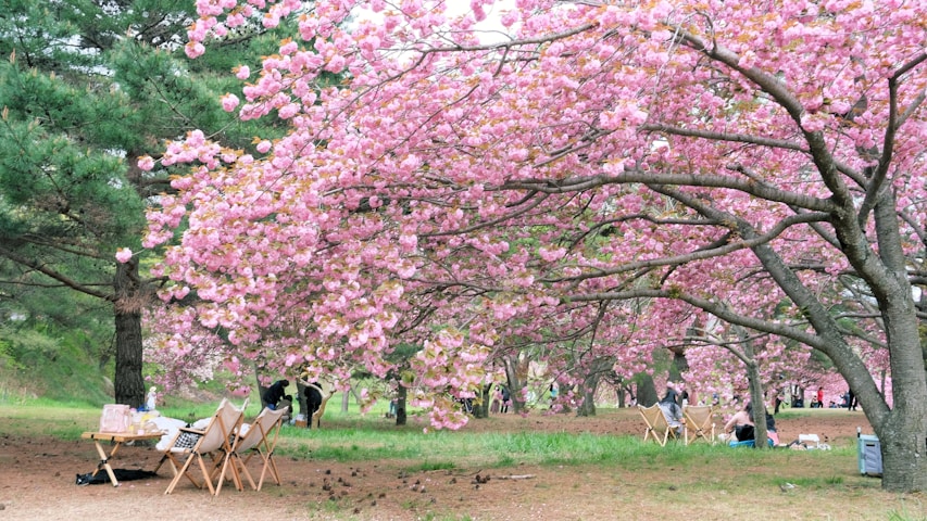 Shinjuku Gyoen National Garden in Tokyo, Japan