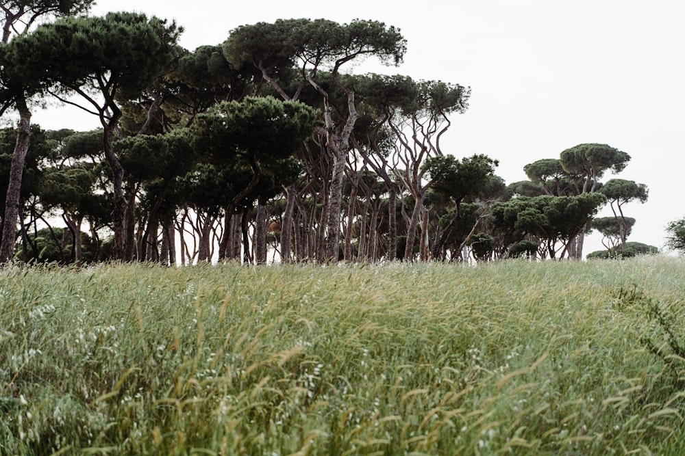 green grass field with trees