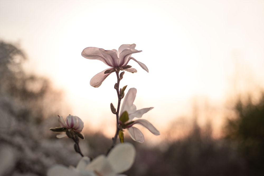 white and purple flower in tilt shift lens