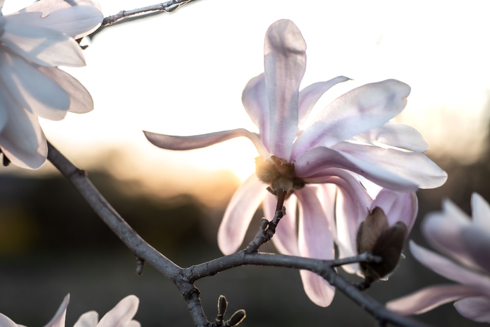 white and pink cherry blossom in bloom during daytime