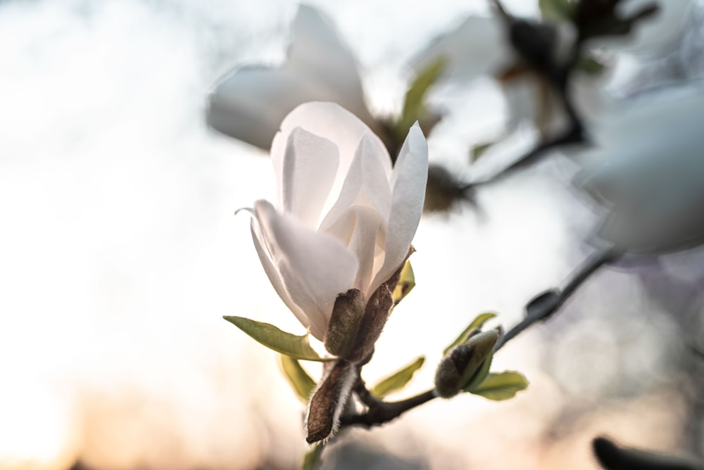 white flower in tilt shift lens