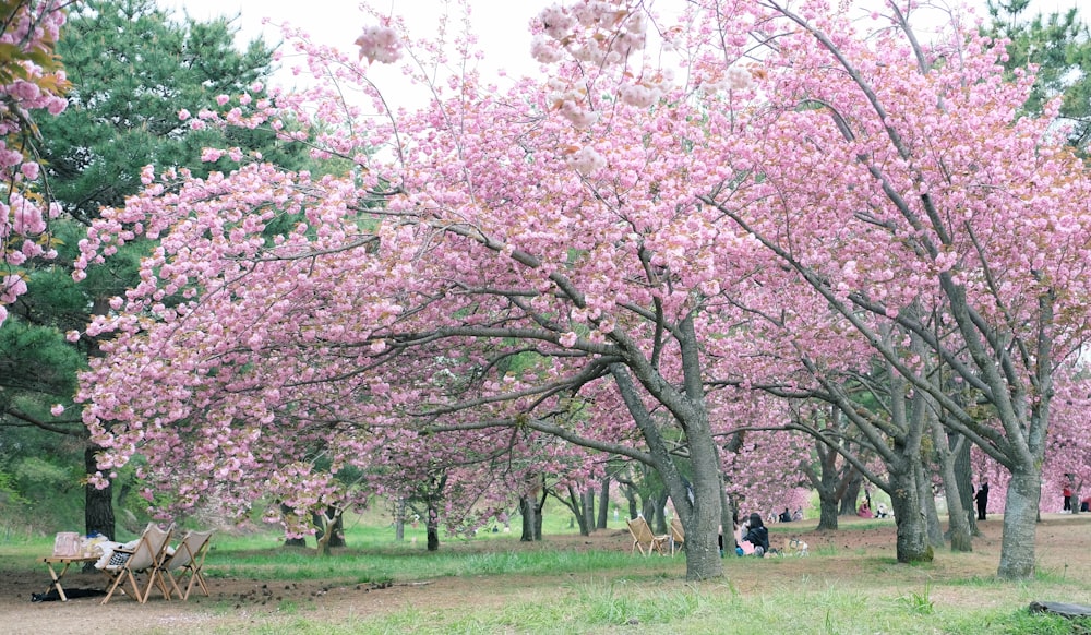 昼間、ピンク色の桜の木の近くにある緑の草原を歩く人々