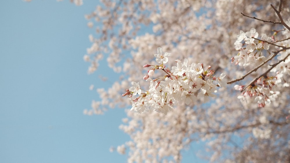 white flower under blue sky during daytime