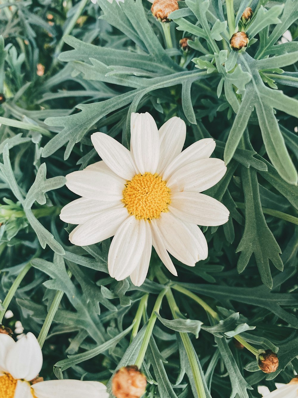 white flower with green leaves