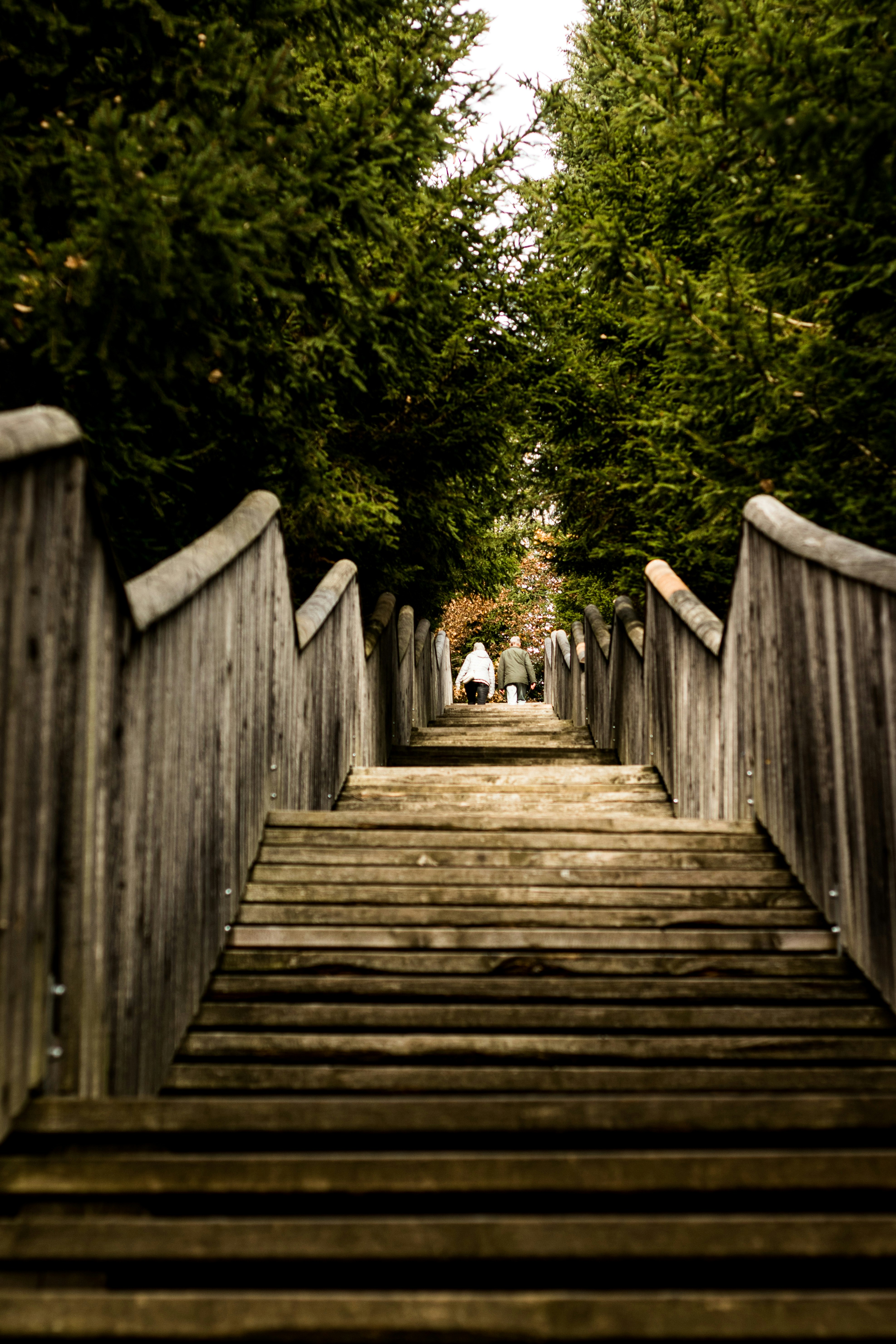 brown wooden bridge in the woods