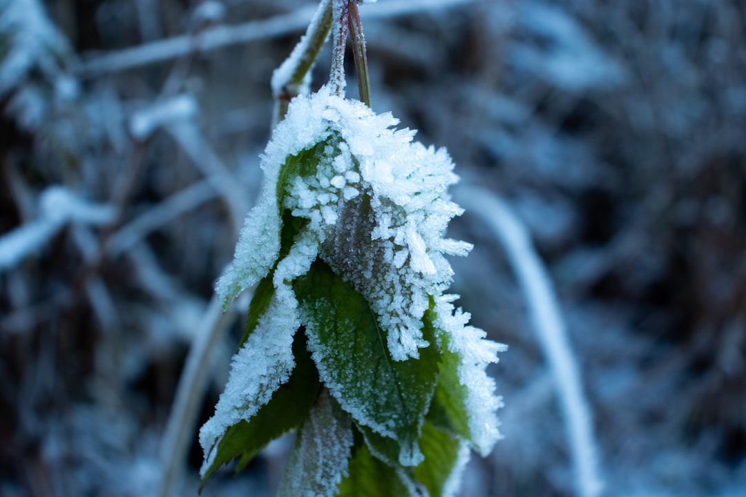green and white plant covered with snow