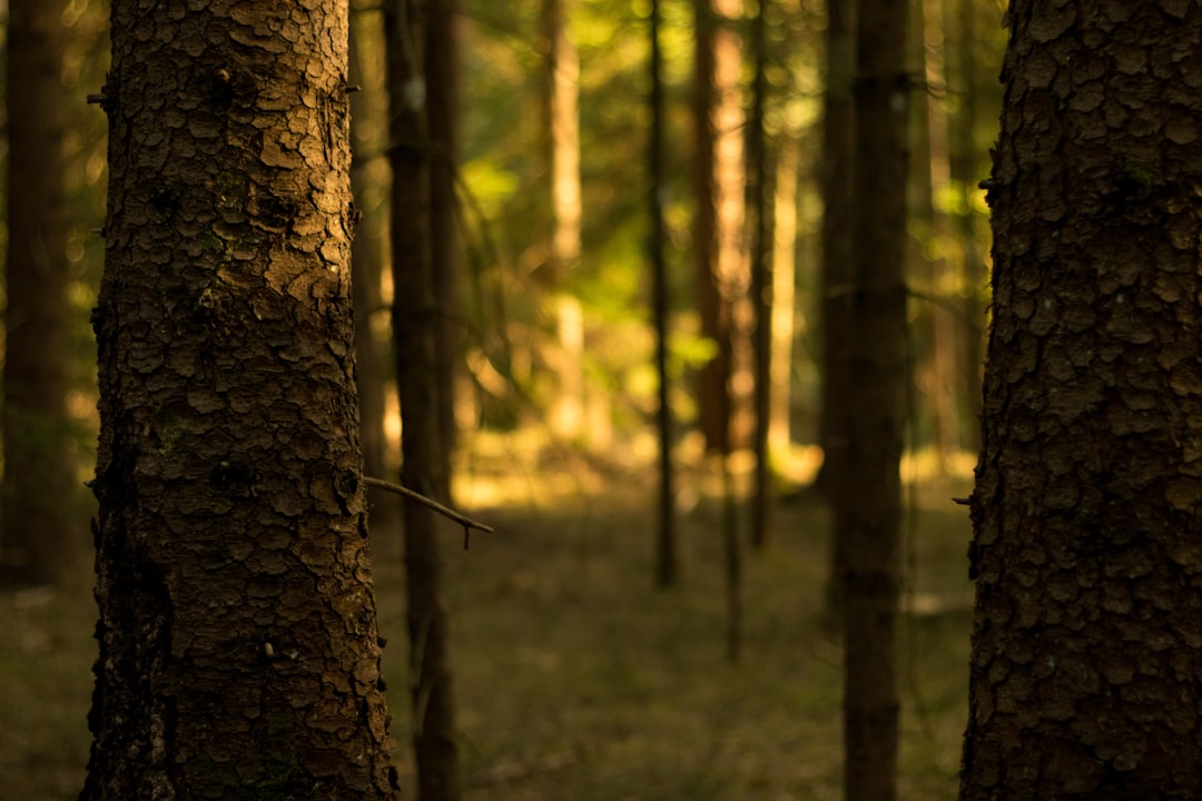 brown tree trunk in forest during daytime