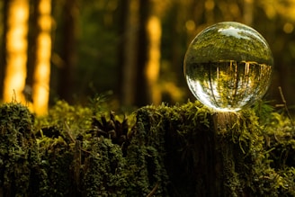 A crystal ball rests on a moss-covered tree stump in a forest, reflecting the surrounding trees and sunlight. The warm glow of the sun filters through the dense forest, creating a serene and mystical atmosphere.