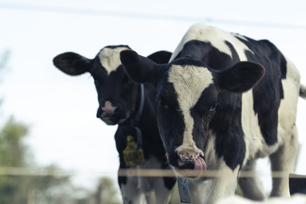 vache noire et blanche sur un champ enneigé pendant la journée