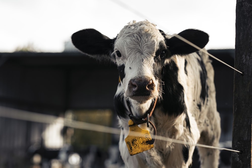 Vaca blanca y negra con bufanda amarilla y verde