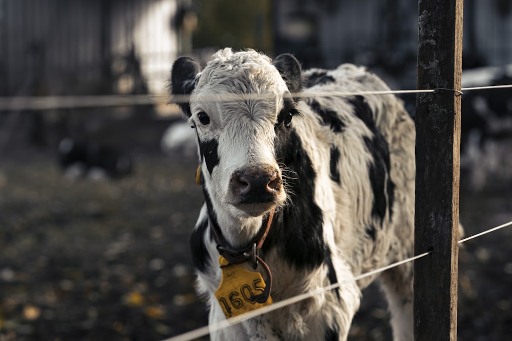 white and black cow with orange collar