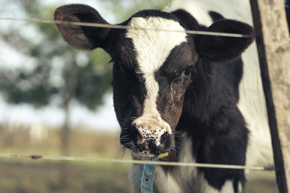 black and white cow in tilt shift lens