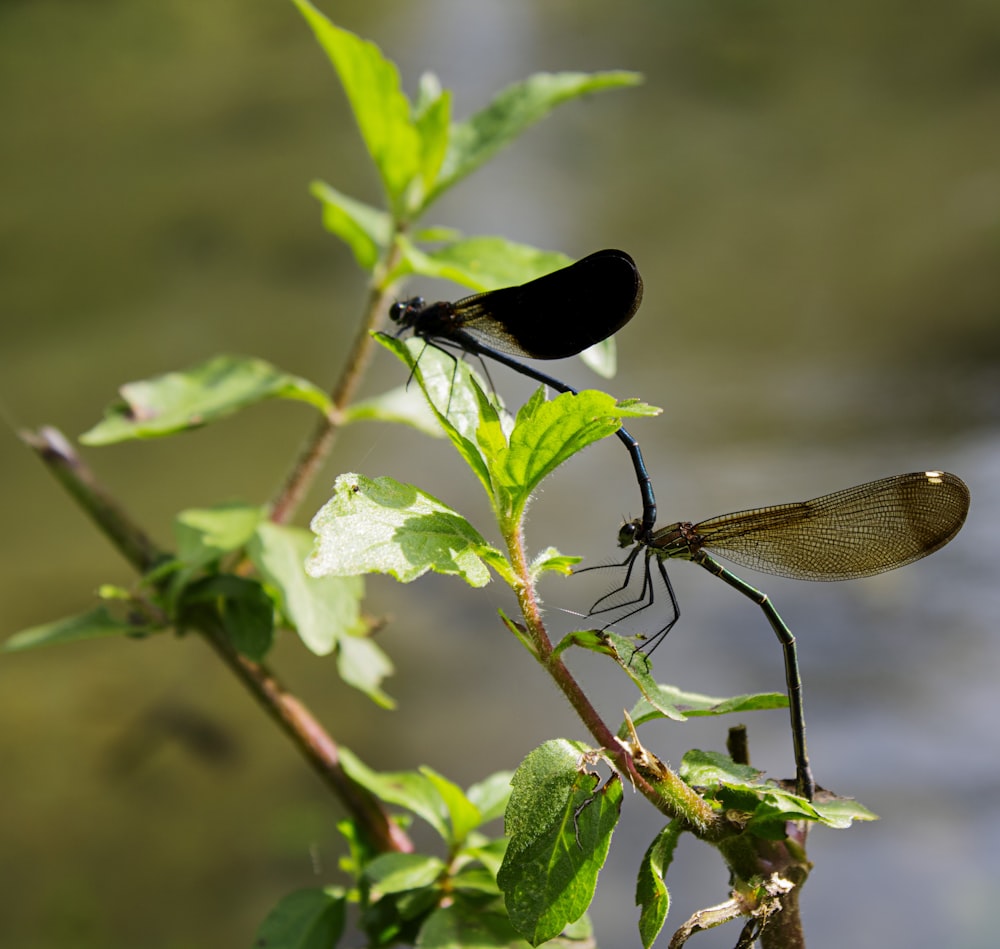 black dragonfly perched on green leaf in close up photography during daytime