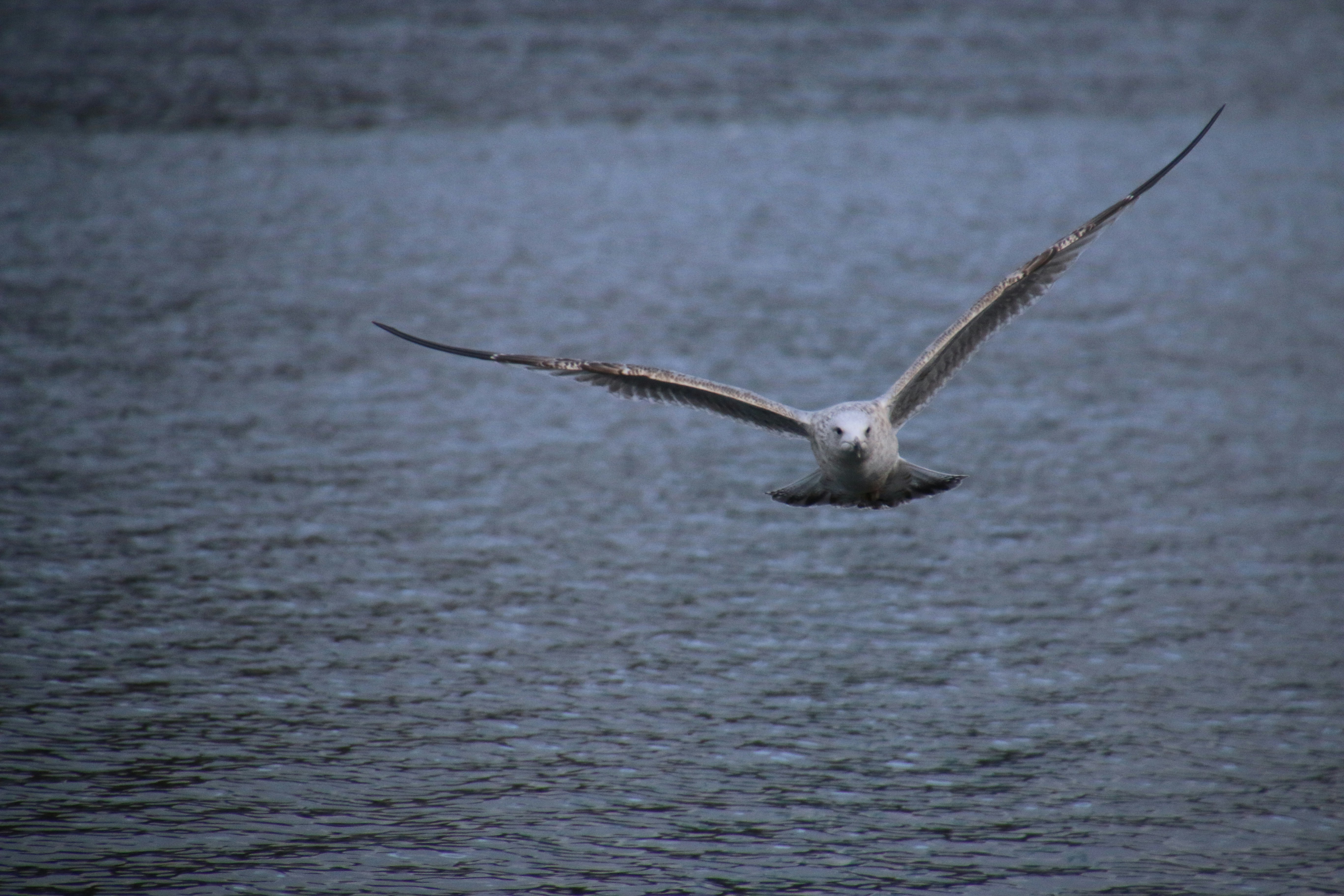 Photo by william_staelens