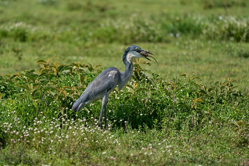 Garden Heron