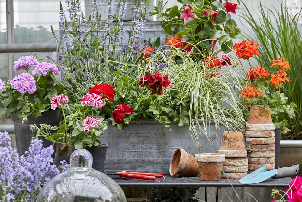 fleurs rouges sur table en bois marron