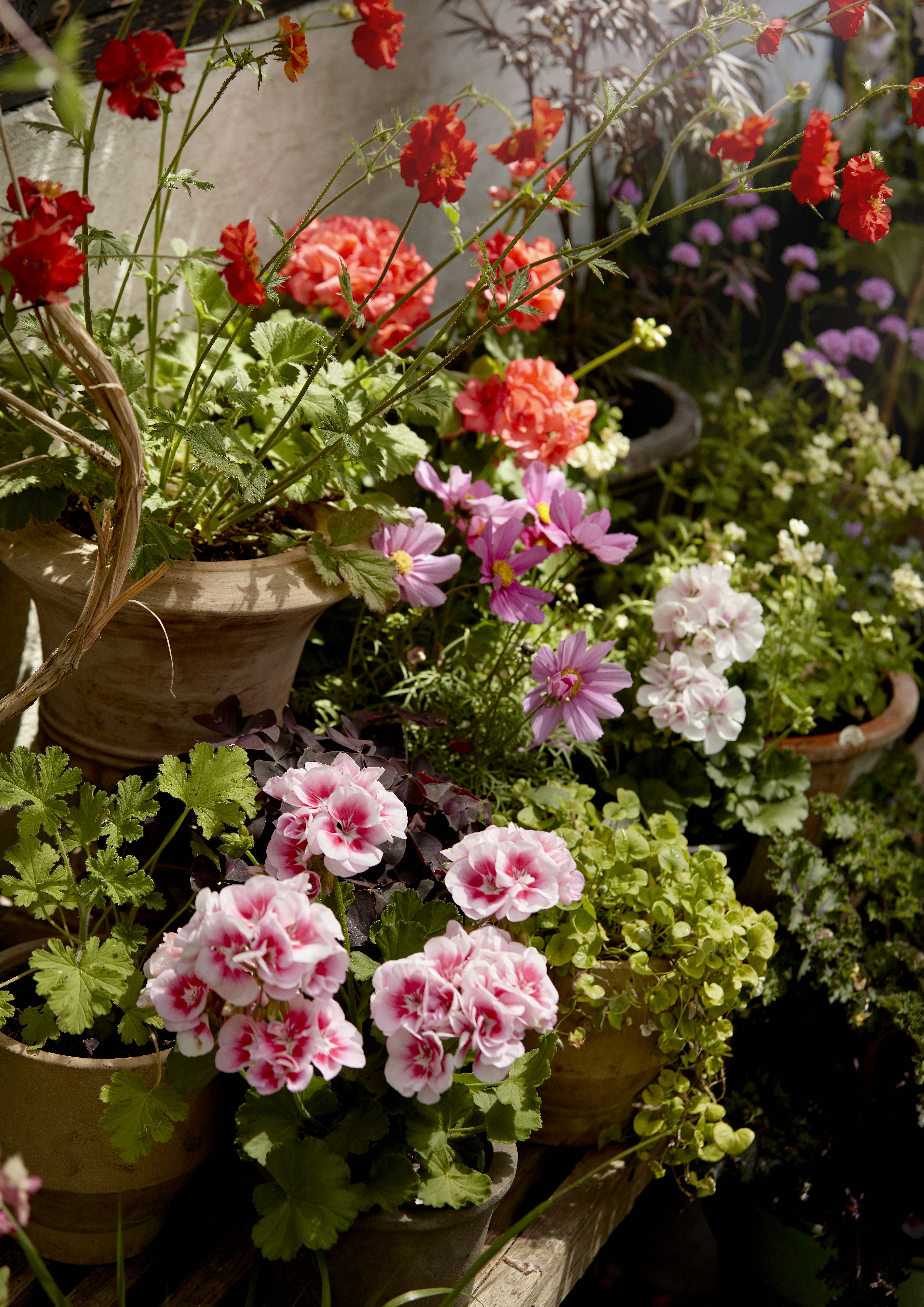 pink flowers with green leaves in brown clay pot