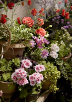 Arrangement of different sized polyethylene pots with blooming flowers, bathed in soft sunlight.