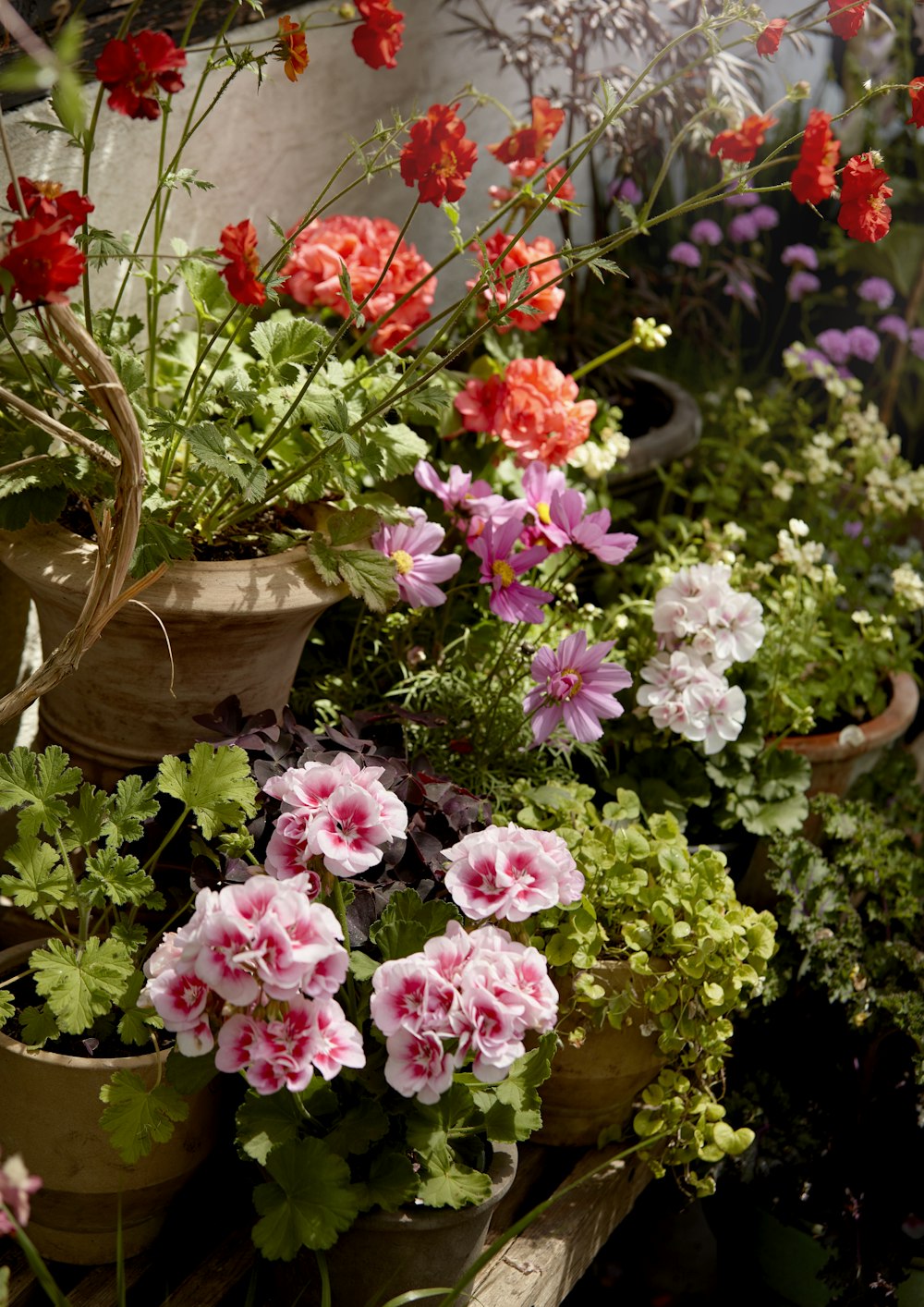 pink flowers with green leaves in brown clay pot