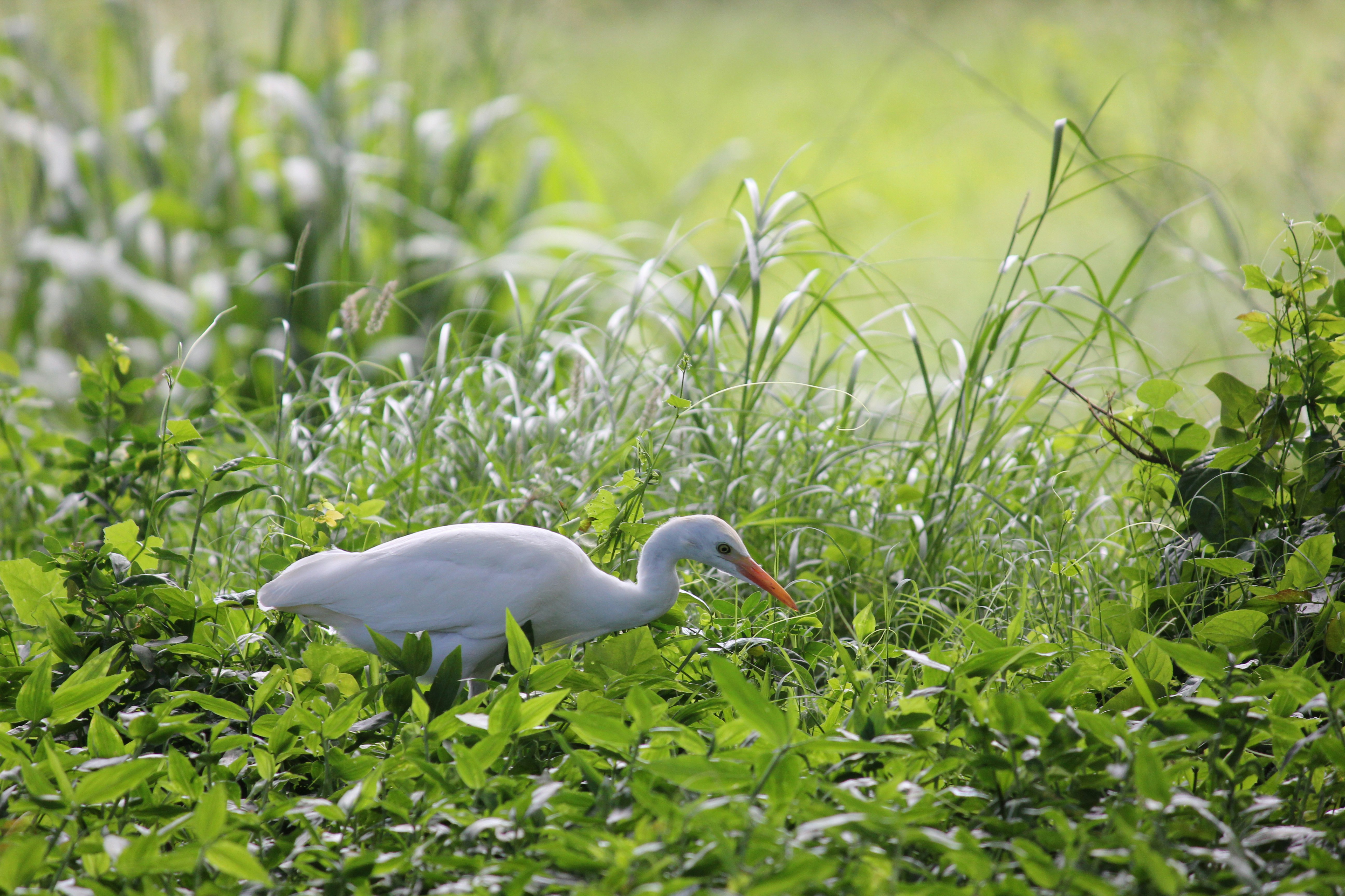 A large white bird hunts for food in tall green grass.