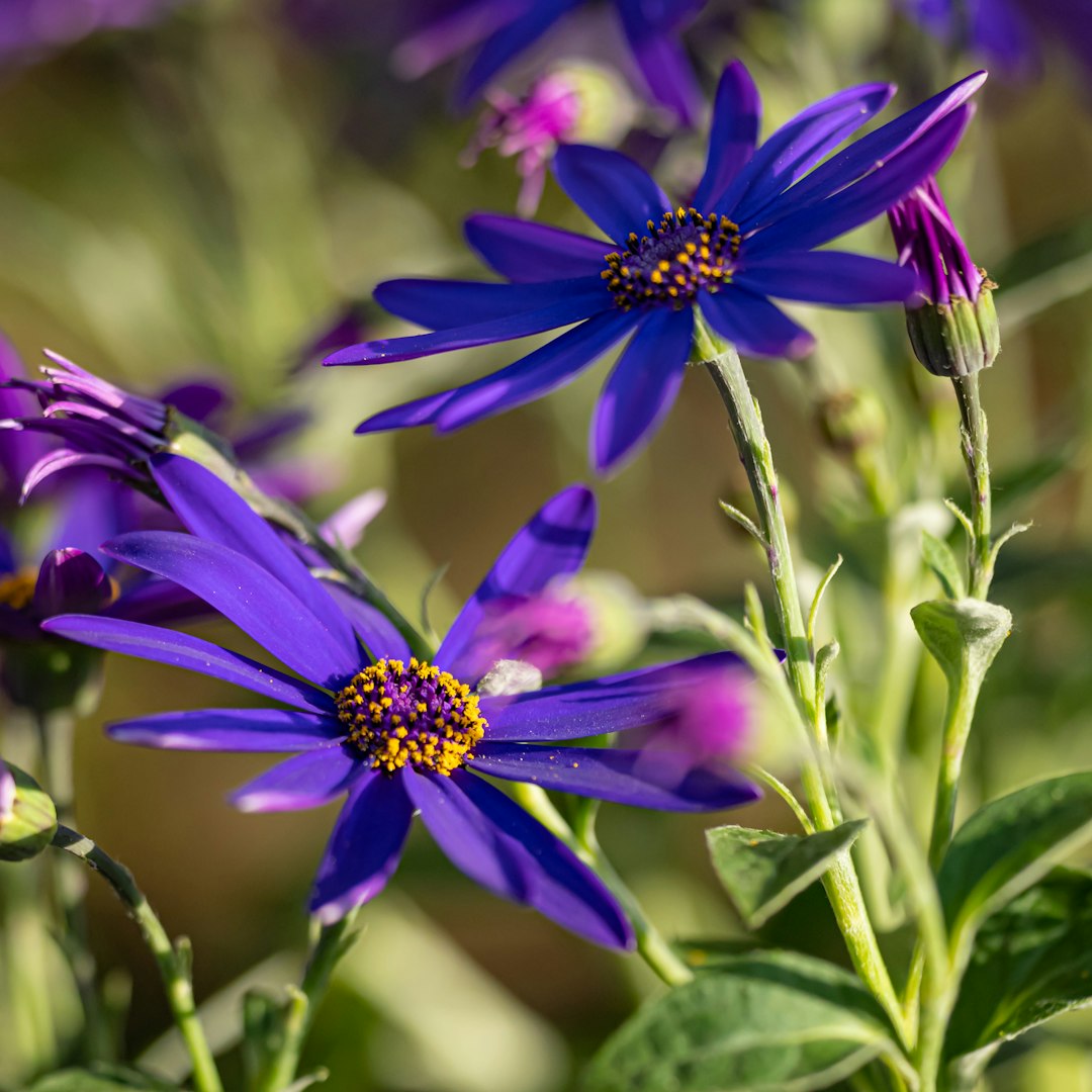 purple flower in tilt shift lens