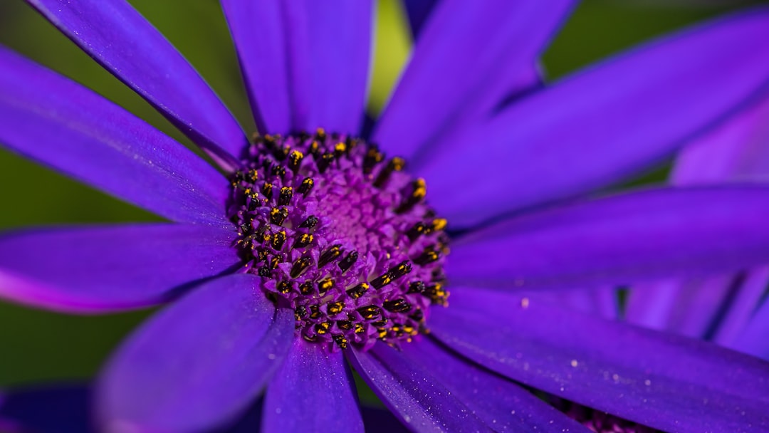 purple flower in macro shot