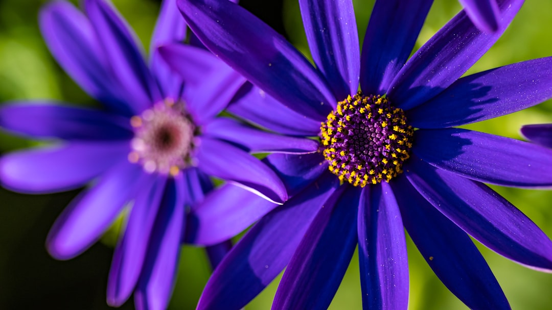 purple flower in macro shot