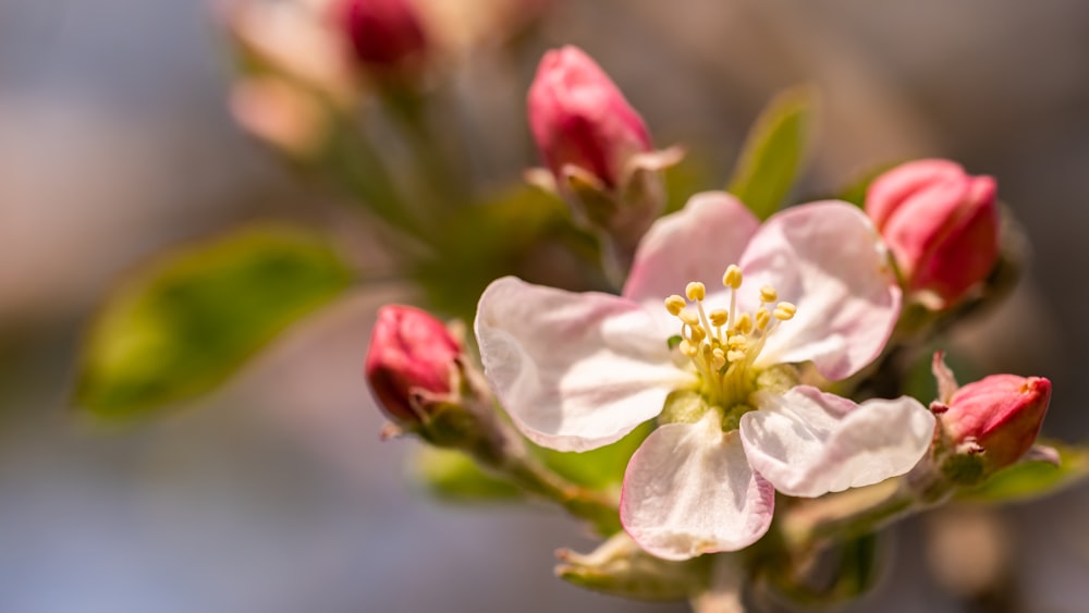 flor branca e amarela na lente tilt shift