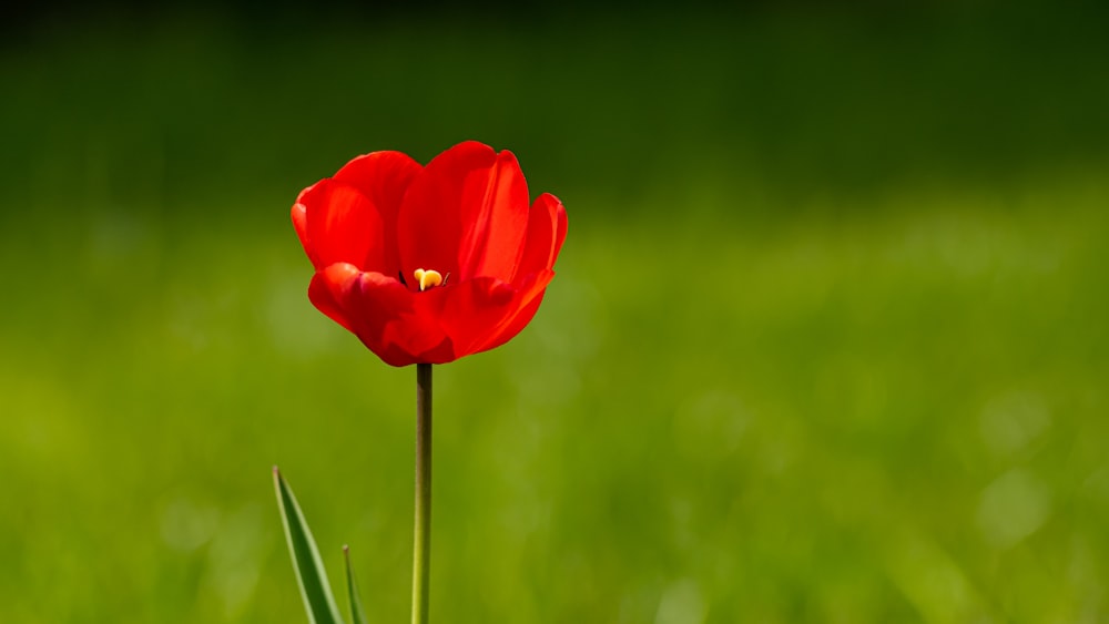 red flower in tilt shift lens