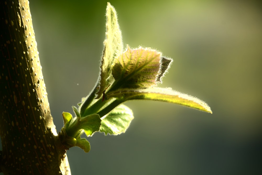 feuille verte sur branche d’arbre brune