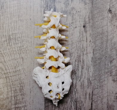 white animal skull on gray wooden surface