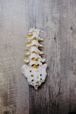 white animal skull on gray wooden surface