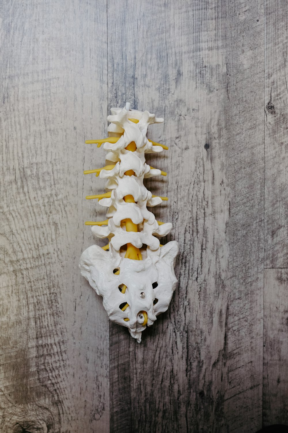 white animal skull on gray wooden surface