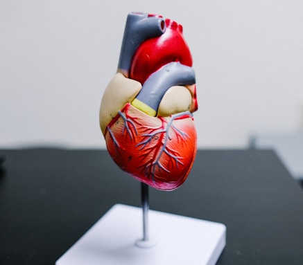 a model of a human heart