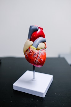 Heart Failure in Women: Understanding the Gender Disparity