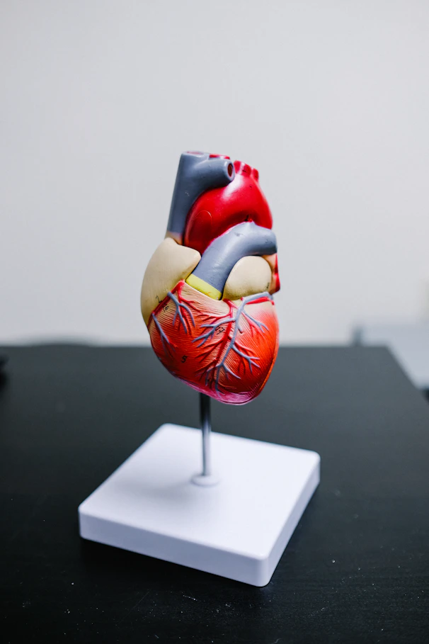 An anatomical model of a human heart on a white stand