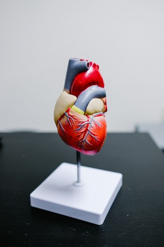 Simple Daily Habits for Better Heart Health