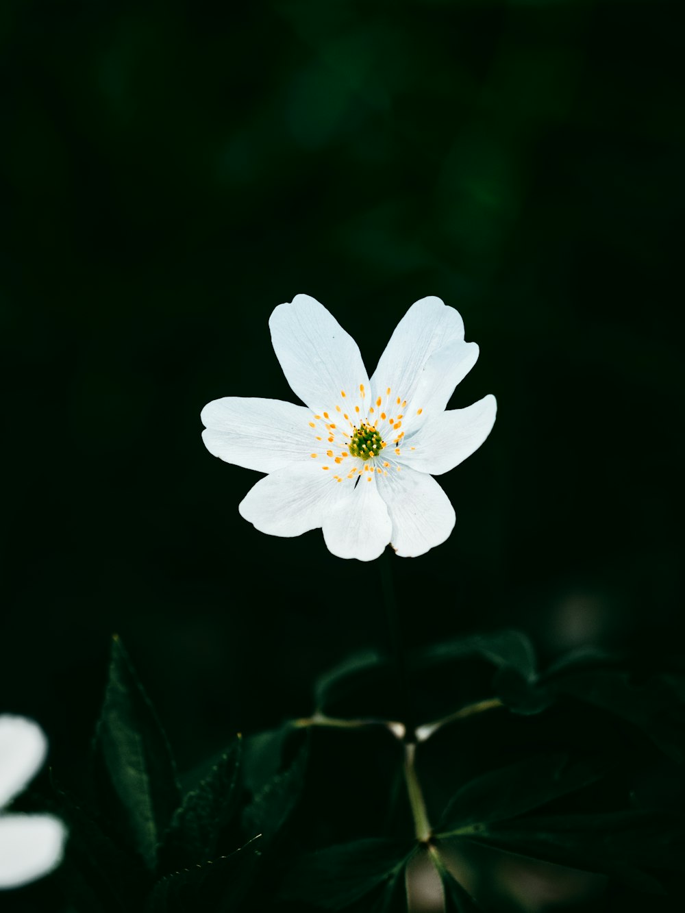white flower with black background