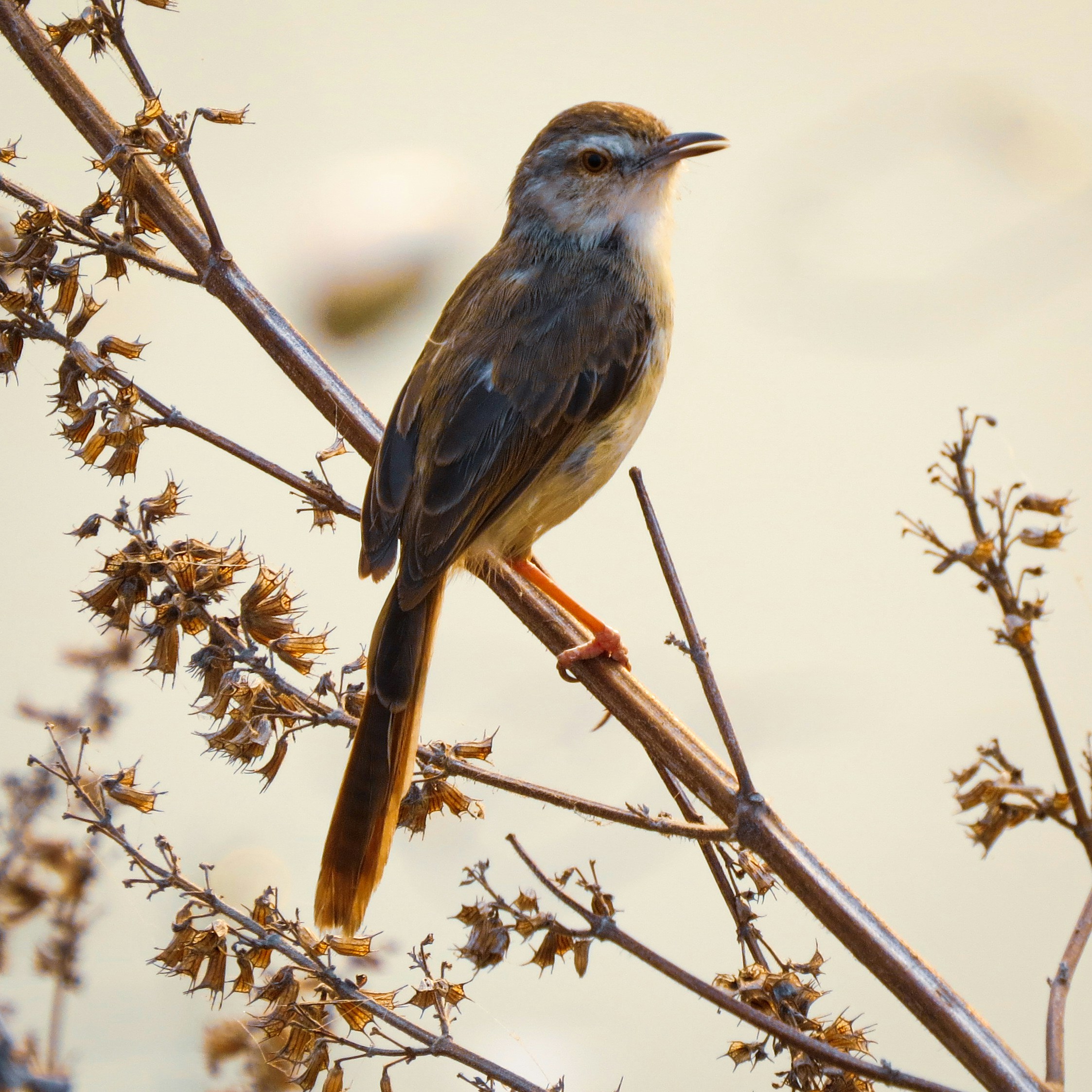 Photo by anandramavath_786