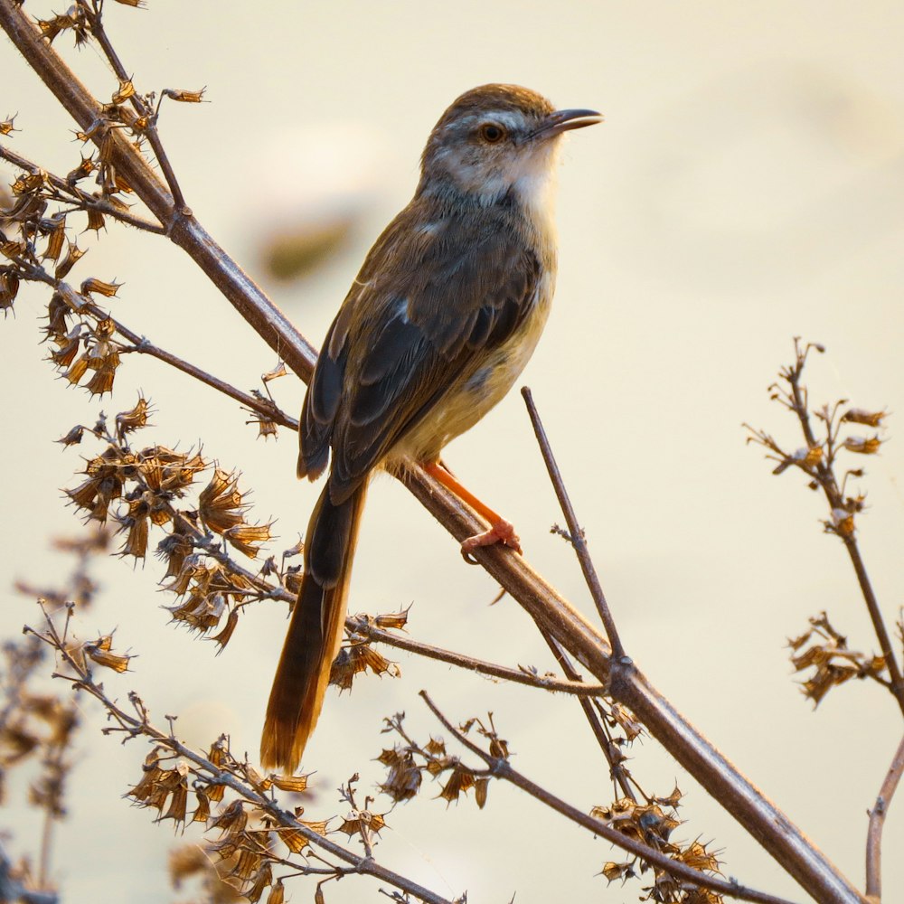 blue and brown bird on brown tree branch during daytime