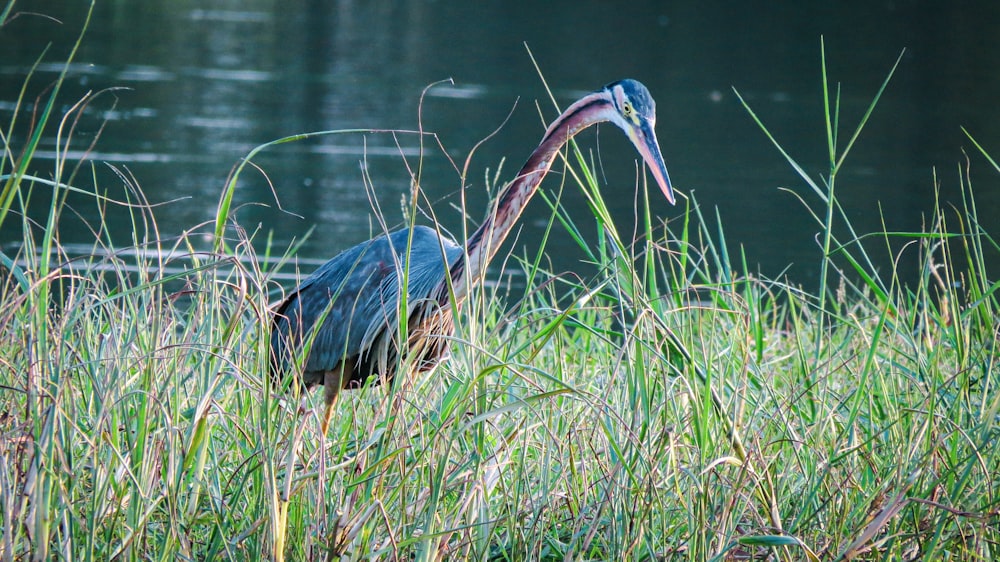 blue bird on green grass during daytime