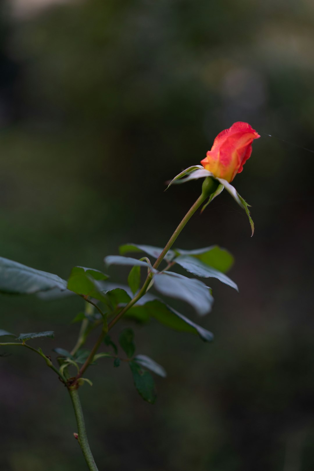 red and white flower in tilt shift lens