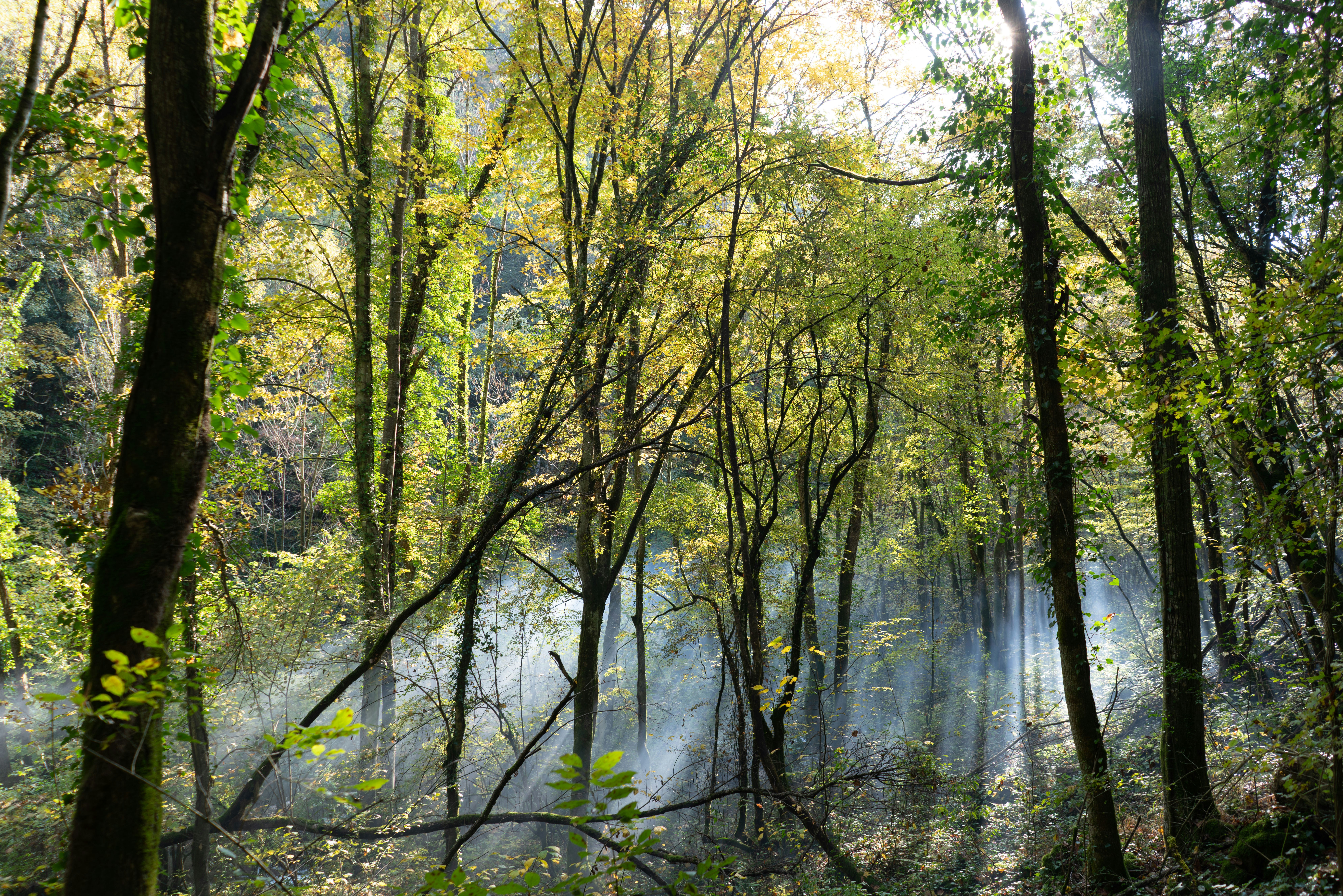 green trees near river during daytime