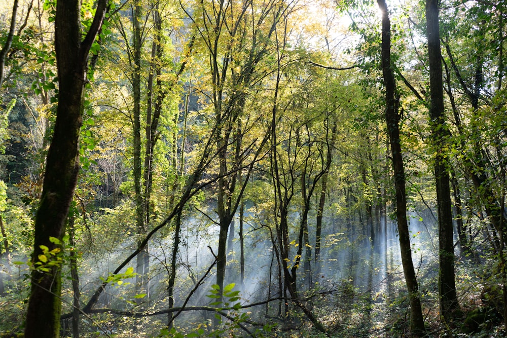 Árboles verdes cerca del río durante el día