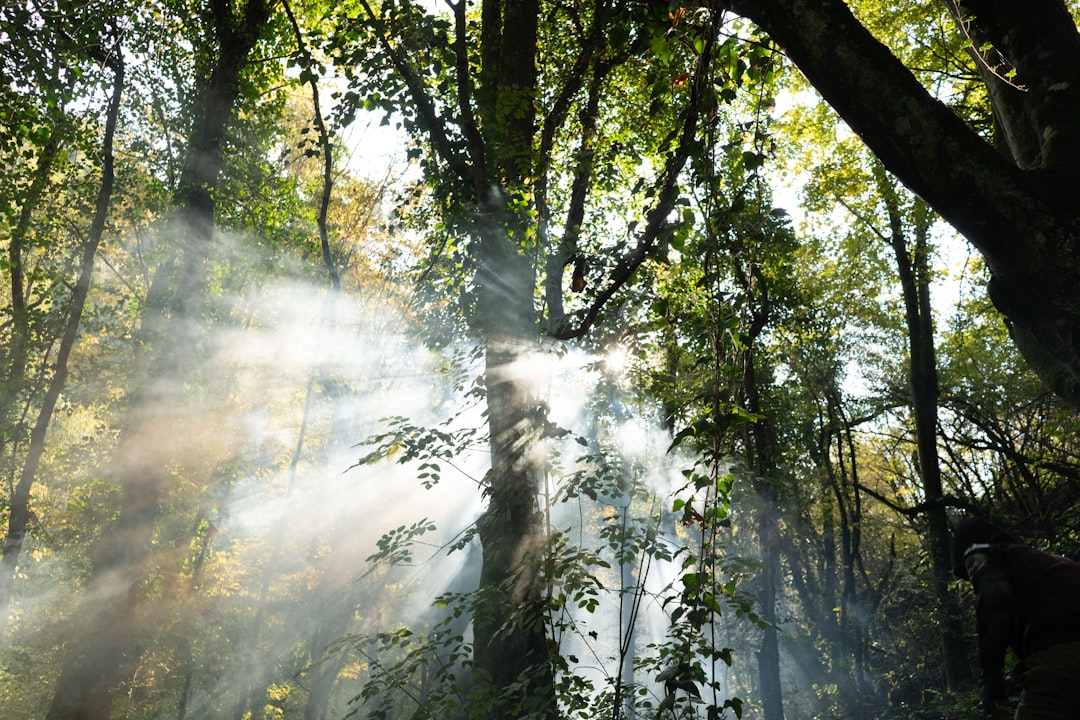 green trees with fog during daytime