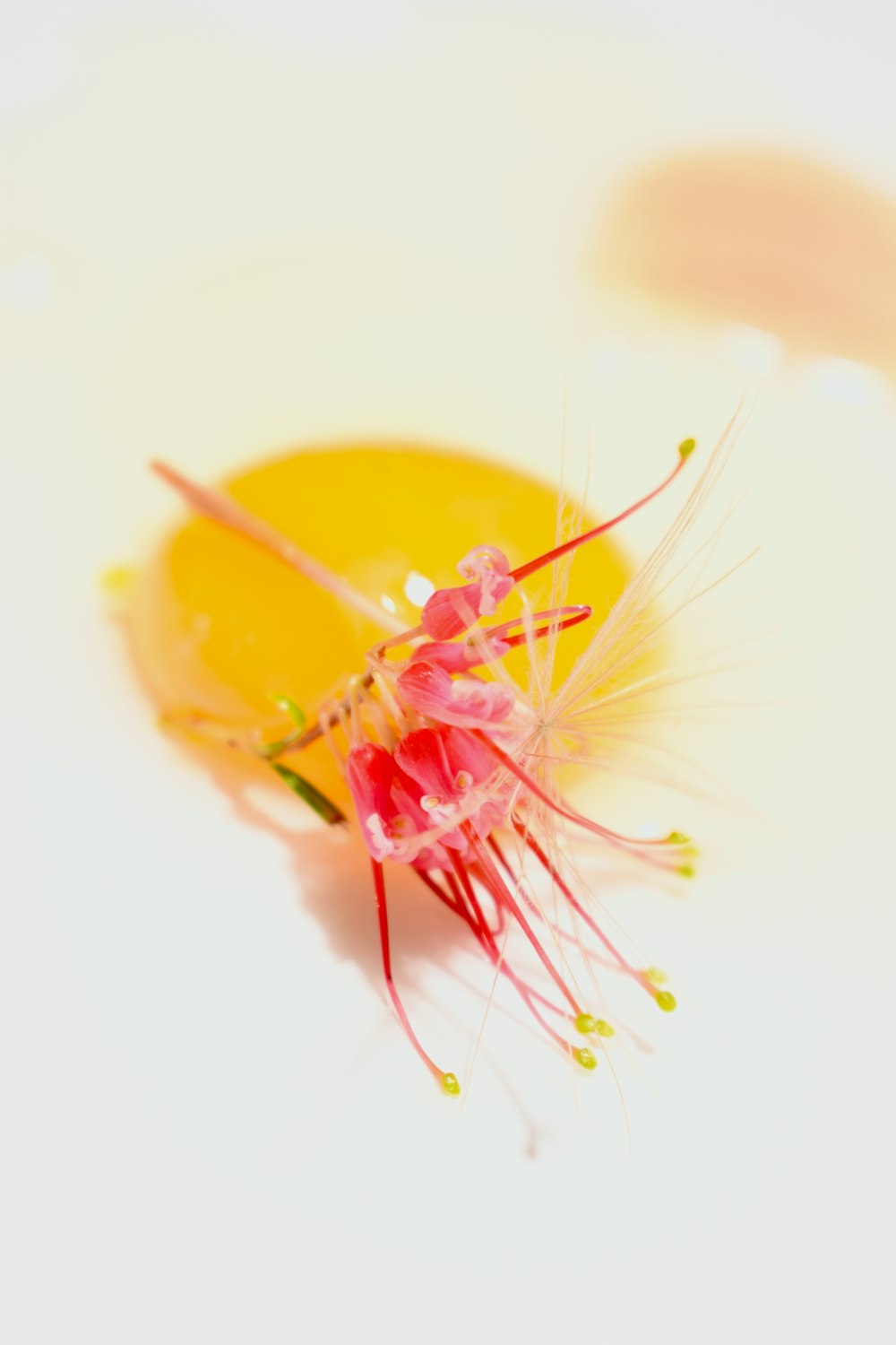 pink and yellow flower in white background