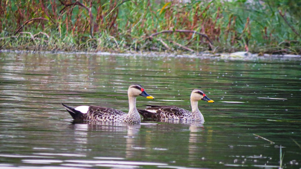 white and black duck on water