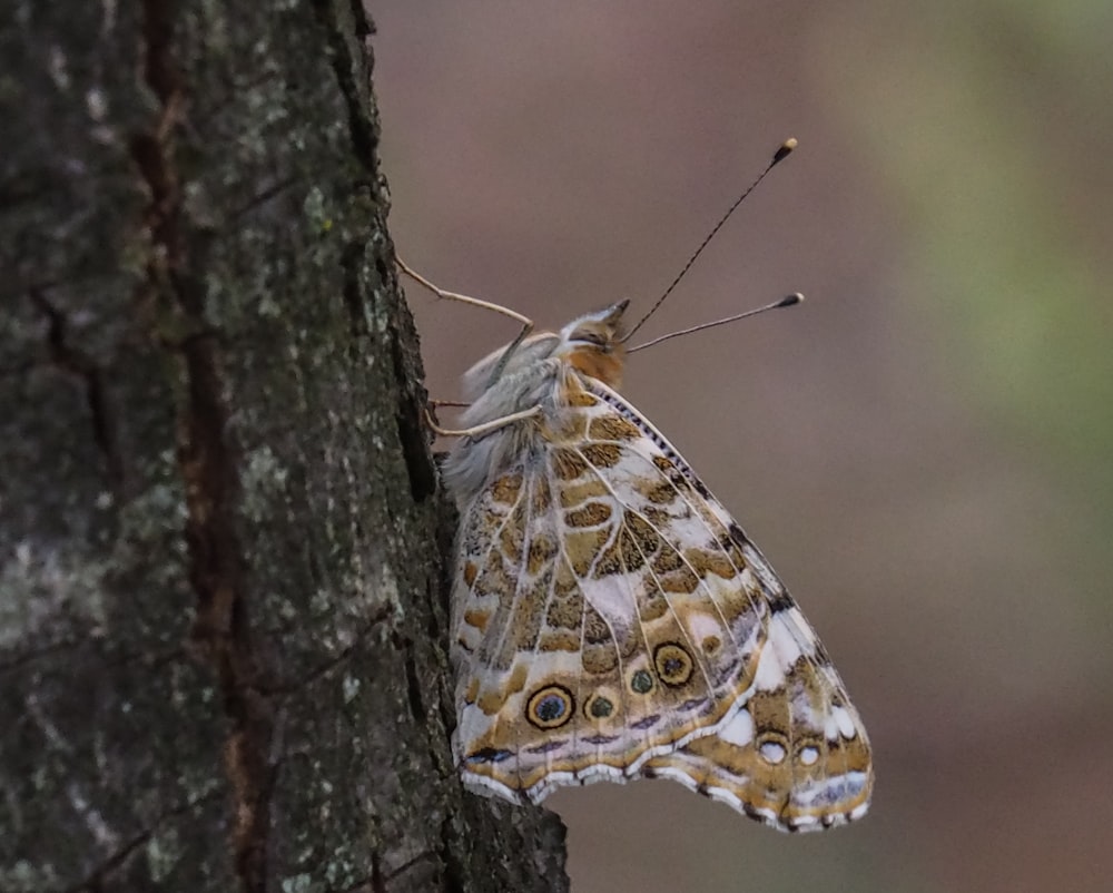 brown and white butterfly on brown tree trunk