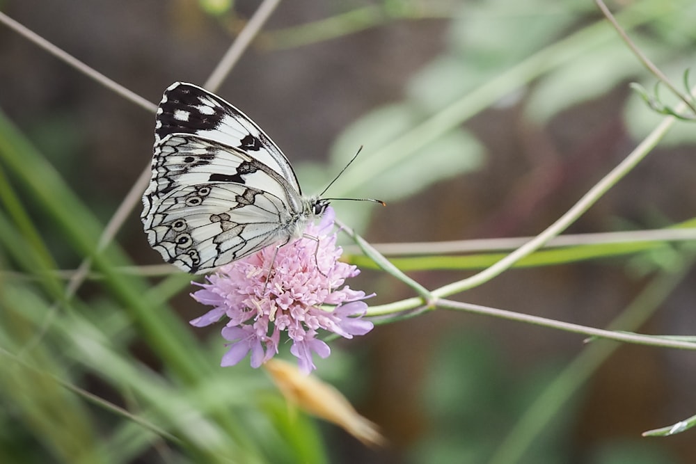 black and white butterfly perched on purple flower in close up photography during daytime