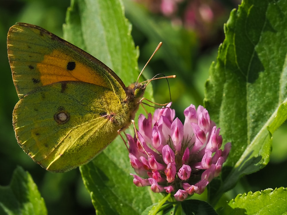 yellow butterfly perched on purple flower in close up photography during daytime